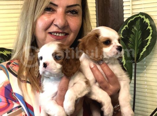 Irk Garantili Mükemmel Cav King Charles Yavrularımız görsel