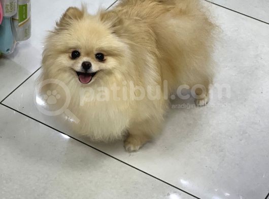 Yeti̇şki̇n Teddy Face Pomeranian Dişi 2,5 Kg Mini