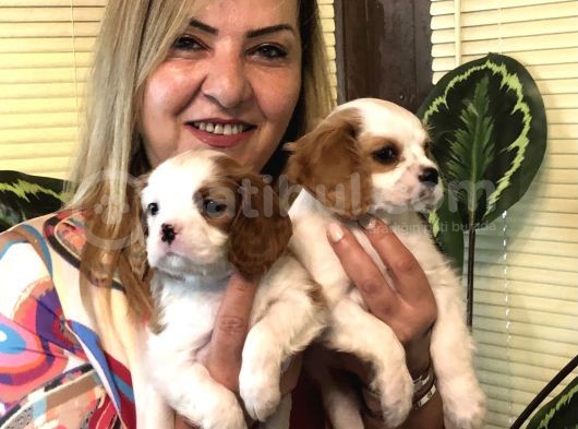 Irk Garantili Mükemmel Cav King Charles Yavrularımız görsel