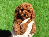 Mini Boy Sevimli Poodle Bebeklerimiz