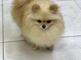 Yeti̇şki̇n Teddy Face Pomeranian Dişi 2,5 Kg Mini