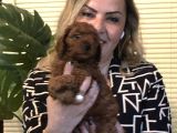 Irk Gar Efsane Toy Poodle Yavrularımız