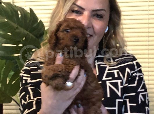 Irk Gar Efsane Toy Poodle Yavrularımız görsel