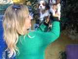 Kahve Beyaz Harika Cavalier King Charles Yavrularımız