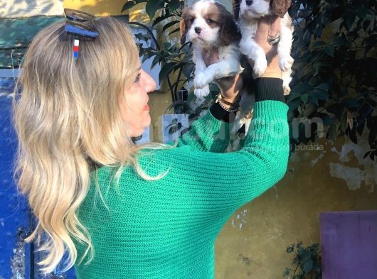 Kahve Beyaz Harika Cavalier King Charles Yavrularımız görsel