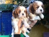 Kahve Beyaz Harika Cavalier King Charles Yavrularımız