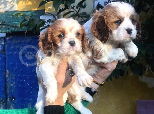 Kahve Beyaz Harika Cavalier King Charles Yavrularımız görsel