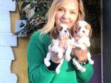 Kahve Beyaz Harika Cavalier King Charles Yavrularımız