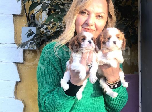 Kahve Beyaz Harika Cavalier King Charles Yavrularımız görsel