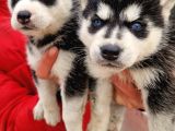 Mavi gozlu husky bebekler