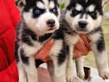 Mavi Gozlu Husky Bebekler