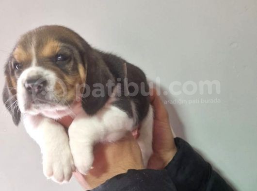 Erkek Beagle Yavrumuz görsel