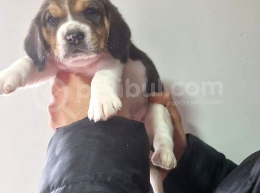 Erkek Beagle Yavrumuz görsel