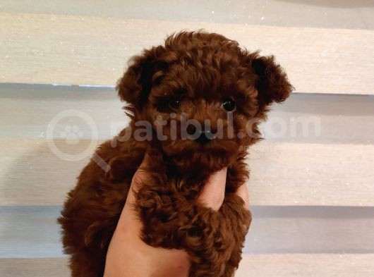 Safkan Kore Mikro Mini Poodle Yavrularimiz