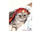 7 Aylık Çok Uysal Dişi Scottish 