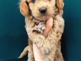 Poodle Kalitesinde Maltipoo Bebeklerim