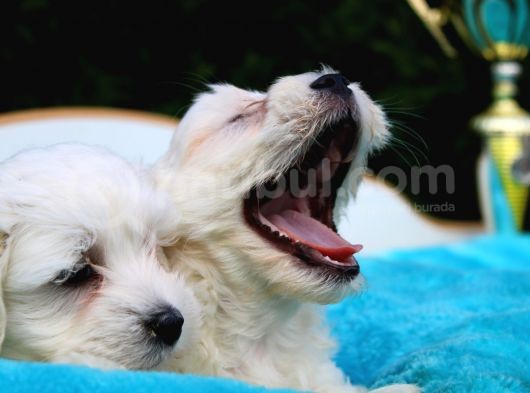 Safkan Maltese Terrier Yavruları