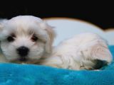 Safkan Maltese Terrier Yavruları