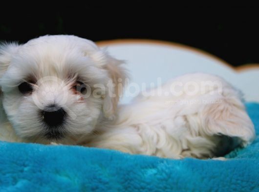 Safkan Maltese Terrier Yavruları görsel