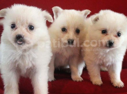 Safkan Spitz (American Eskimo) Yavruları