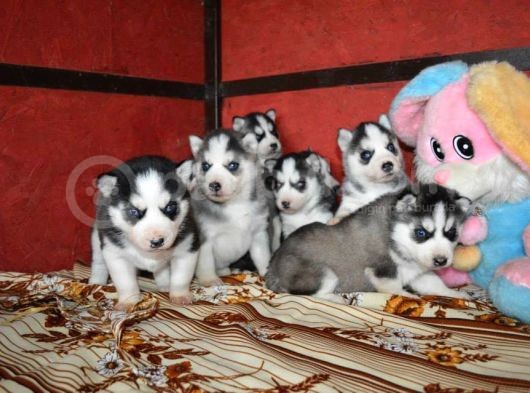 Sibirya Kurdu Husky Yavrularımız