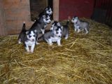 Sibirya Kurdu Husky Yavrularımız