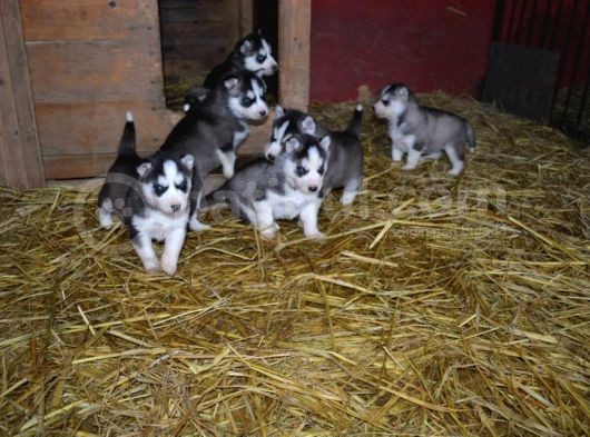 Sibirya Kurdu Husky Yavrularımız görsel