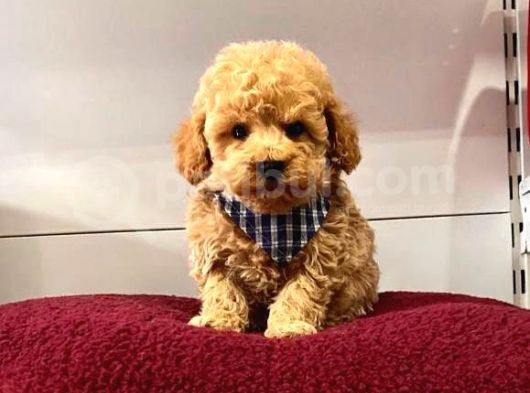 Orji̇nal Malti̇po Yavrular görsel