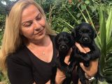 Muhteşem Labrador Retriever Yavrularımız