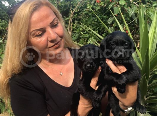 Muhteşem Labrador Retriever Yavrularımız görsel