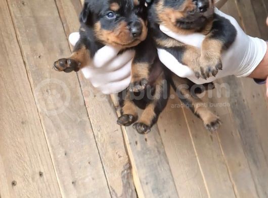 Orjinal Rottweiler Yavrularım görsel