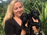 Muhteşem Labrador Retriever Yavrularımız