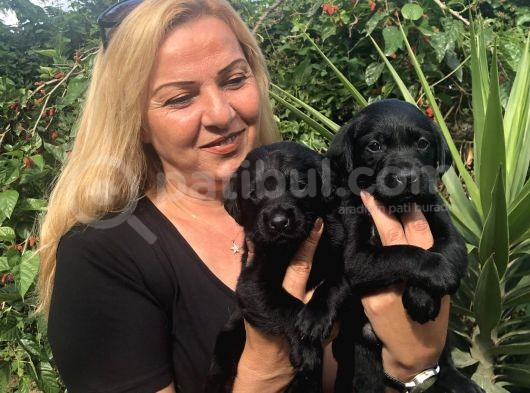 Muhteşem Labrador Retriever Yavrularımız görsel