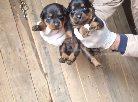 Orjinal Rottweiler Yavrularım görsel