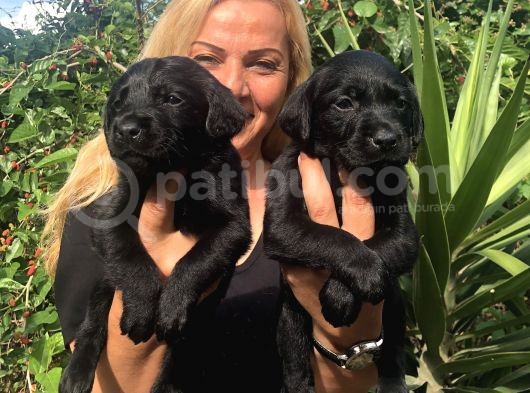 Muhteşem Labrador Retriever Yavrularımız