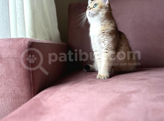 British Shorthair Di̇şi̇ Kedi̇mi̇ze Eş Ariyoruz görsel