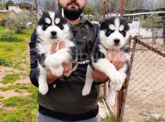 Sibirya Kurdu Husky Yavrularımız görsel