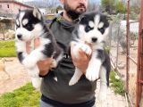 Sibirya Kurdu Husky Yavrularımız