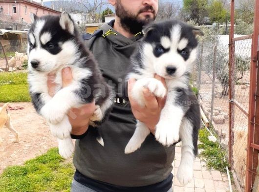 Sibirya Kurdu Husky Yavrularımız görsel