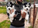 Sibirya Kurdu Husky Yavrularımız
