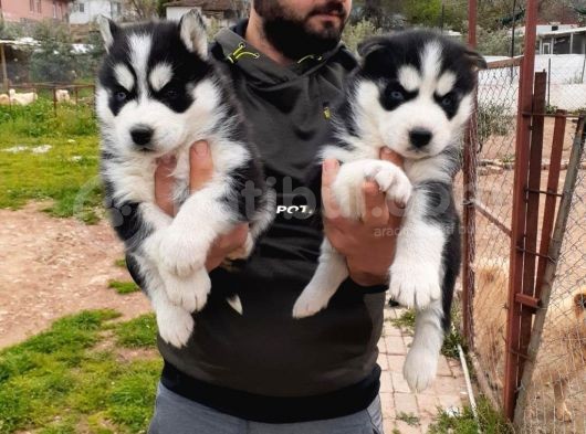 Sibirya Kurdu Husky Yavrularımız görsel