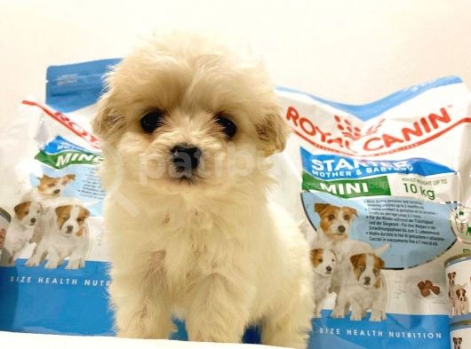 Bebek Yüzlü Dişi F1 Maltipoo Yavrum görsel
