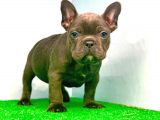 MUHTEŞEM GÜZELLİKTE BLUE FRENCH BULLDOG 