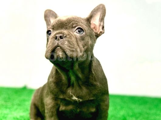 Muhteşem Güzelli̇kte Blue French Bulldog  görsel