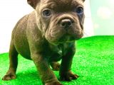 Muhteşem Güzelli̇kte Blue French Bulldog 