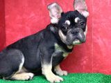 Safkan French Bulldog Black Tan Erkek Yavrumuz