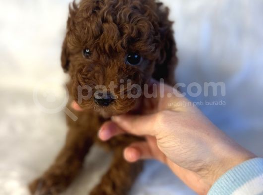 Kore Poodle Büyümeyen Kahverengi Orjinal Garantili Yavrular görsel