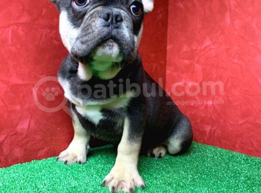 Safkan French Bulldog Black Tan Erkek Yavrumuz görsel
