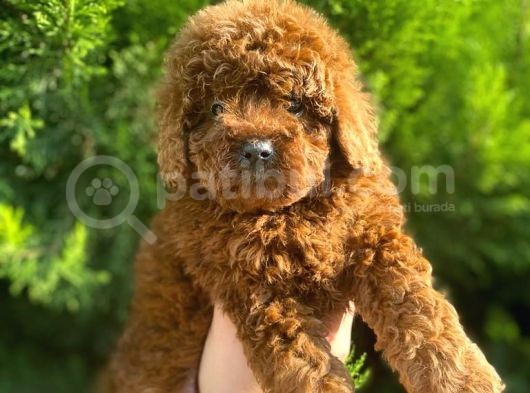 Show Kali̇te Red Brown Toy Poodle Bebekleri̇m görsel