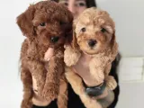 Muhteşem Sevi̇mli̇ Toy Poodle A Scr Li̇